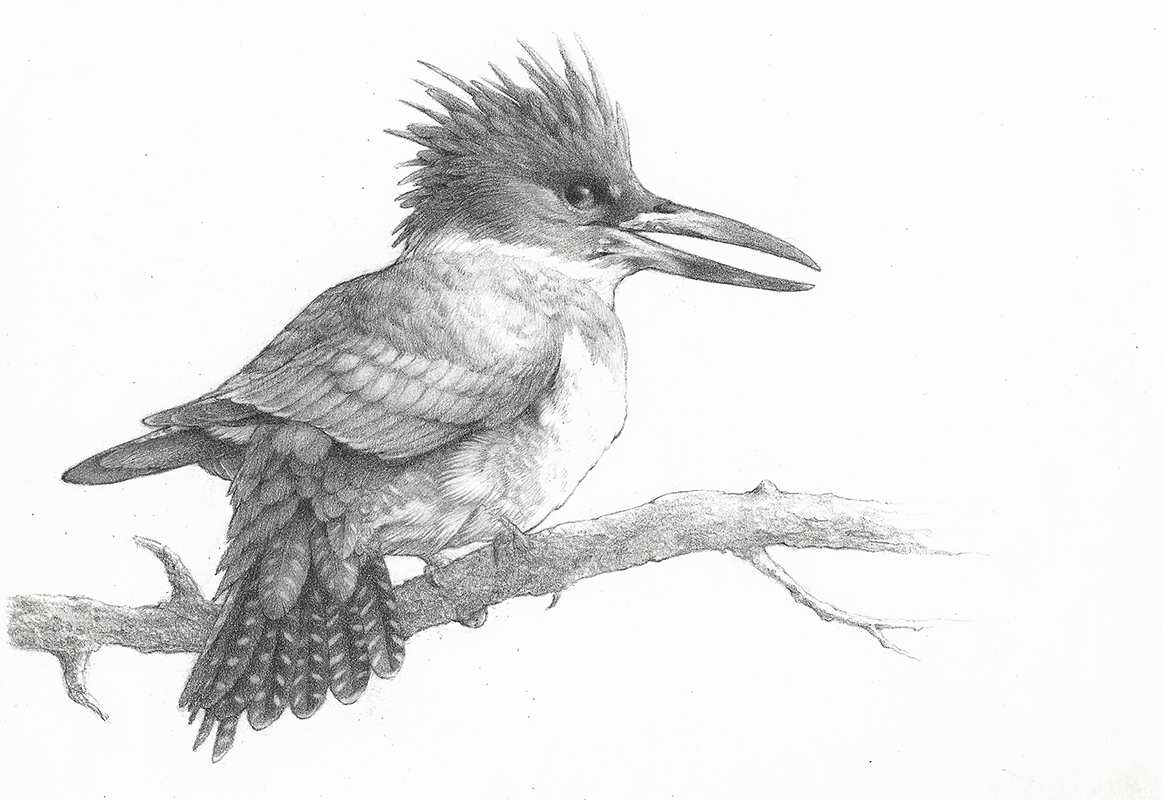 Kingfisher Study