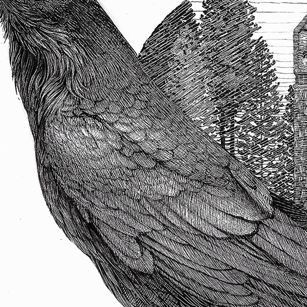 Raven Study, zoomed in